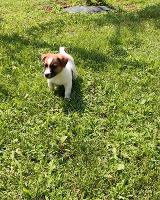Jack Russell cucciolo