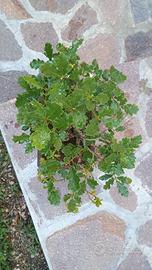 bonsai 