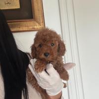 Barboncino nano /toy