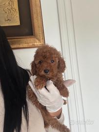 Barboncino nano /toy