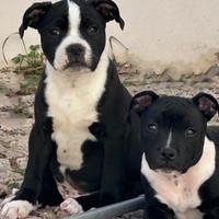 Staffordshire bull terrier con pedigree