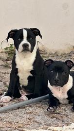 Staffordshire bull terrier con pedigree