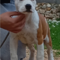Cucciola Amstaff
