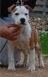 Cucciola Amstaff