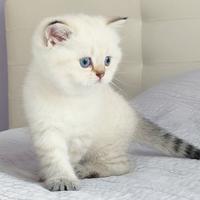 Gattina SCOTTISH BRITISH golden point