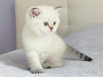 Gattina SCOTTISH BRITISH golden point