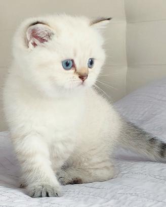 Gattina SCOTTISH BRITISH golden point