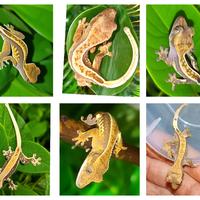 Baby geco Ciliatus a San Giuliano Milanese