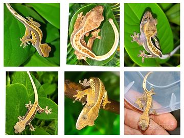 Baby geco Ciliatus a San Giuliano Milanese