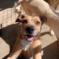 Demi spinoncina color miele 3 anni