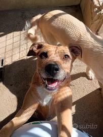 Demi spinoncina color miele 3 anni