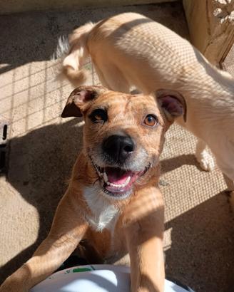 Demi spinoncina color miele 3 anni