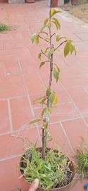 Pesco, albero da frutto