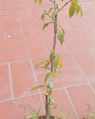Pesco, albero da frutto