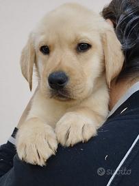 Cuccioli di labrador con pedigree