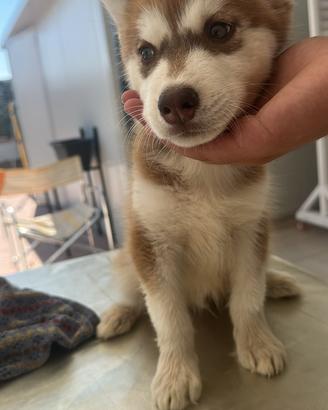 Husky siberiano