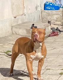 Pitbull