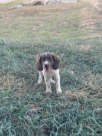 Cane Springer