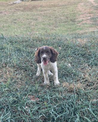 Cane Springer