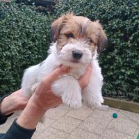 Cuccioli Jack Russell