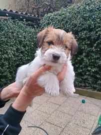 Cuccioli Jack Russell