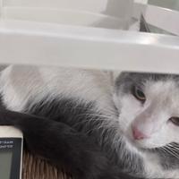 Gattini dolcissimi e educati