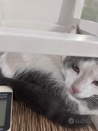 Gattini dolcissimi e educati