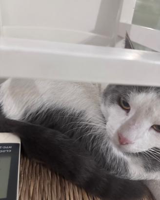 Gattini dolcissimi e educati