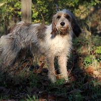 Briquet Griffon da caccja