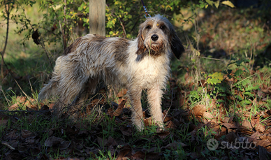 Briquet Griffon da caccja