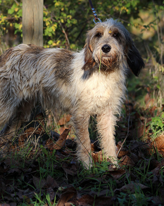 Briquet Griffon da caccja