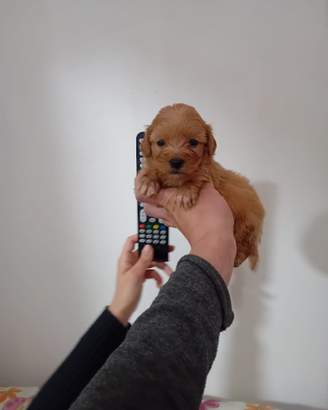 Cucciolo di barboncino mini