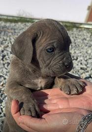 Cane corso