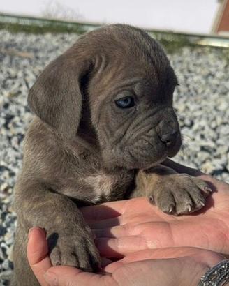 Cane corso