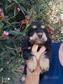 Cuccioli cocker spaniel inglese 