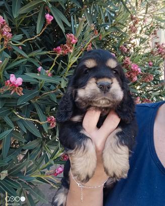 Cuccioli cocker spaniel inglese 