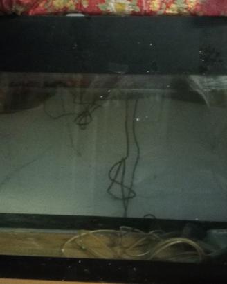 acquario