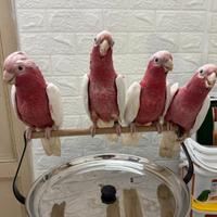 Cacatua Galah Lutino