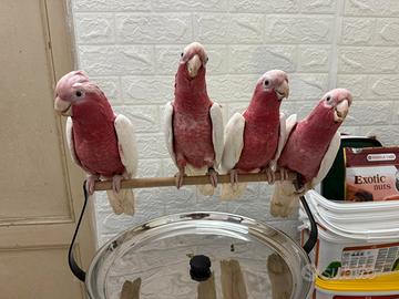 Cacatua Galah Lutino