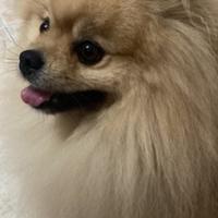 Disponibile Spitz di pomerania per monta