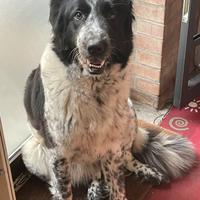 Cane da pastore bulgaro
