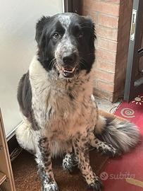 Cane da pastore bulgaro