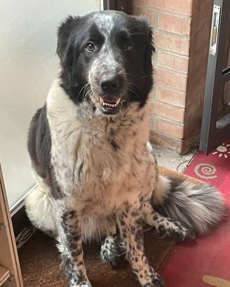 Cane da pastore bulgaro