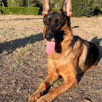 Pastore tedesco disponibile per monta