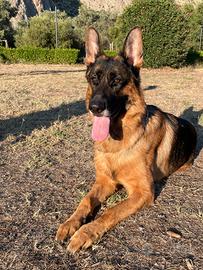 Pastore tedesco disponibile per monta