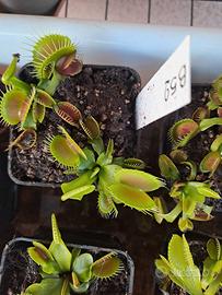 Piante carnivore-dionee