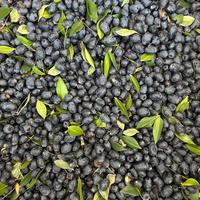 Bacche di mirto rosse e bianche per fare il liquor
