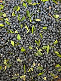 Bacche di mirto rosse e bianche per fare il liquor