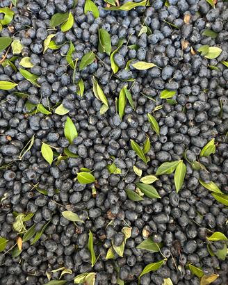 Bacche di mirto rosse e bianche per fare il liquor