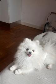 Spitz di Pomerania